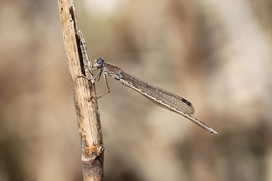 Sibirische Winterlibelle (Bild: F.-J. Schiel)