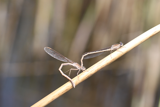 Sibirische Winterlibelle Paarung (Bild: F.-J. Schiel)