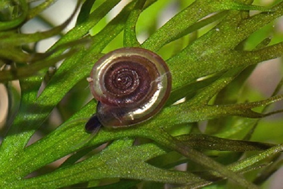 Zierliche Tellerschnecke M. Klemm