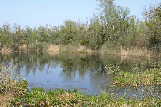 Zierliche Tellerschnecke Habitat (Bild: M. Klemm)