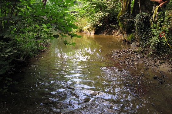 Lebensraum der Bachmuschel (Bild: M. Pfeiffer)