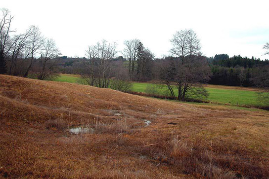 Schmale Windelschnecke Habitat, M.Klemm