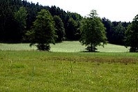 Vierzähnige Windelschnecke Lebensraum, M. Klemm