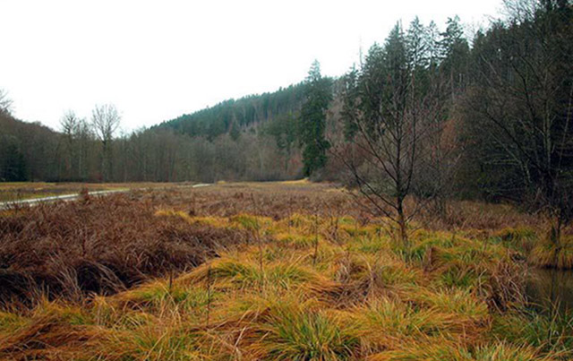 Bauchige Windelschnecke - Lebensraum (Bild: M. Klemm)