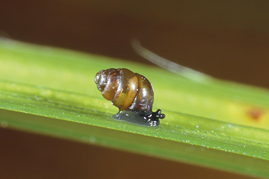 Bauchige Windelschnecke (Bild: M. Klemm)