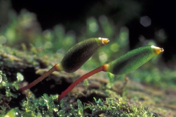 Grünes Koboldmoos (Bild: H.Bellmann)