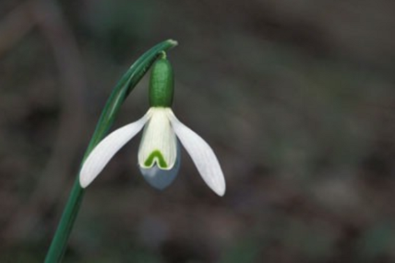 Schneeglöckchen W. Schubert