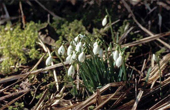 Schneeglöckchen K. H. Harms