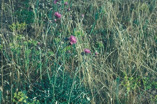 Sand-Silberscharte (Bild: K. H. Harms)