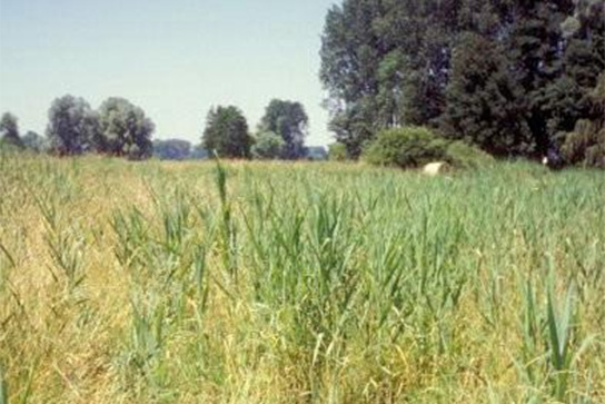 Liegendes Büchsenkraut Habitat (Bild: P. Thomas)