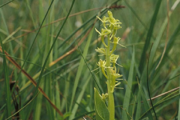 Sumpf-Glanzkraut - Bild: K.H.Harms