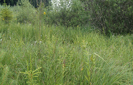 Sumpf-Glanzkraut Habitat (Bild: A. Görger)