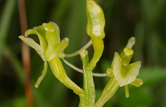 Sumpf-Glanzkraut (Bild: H. Zelesny)