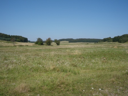 Biosphärengebiet Schwäbische Alb: Wiesen des ehemaligen Truppenübungsplatzes und kleine Waldstücke im Hintergrund