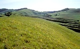 Haselschacher Buck, NSG Badberg im Kaiserstuhl