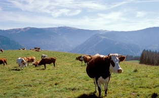 Borstgrasrasen mit Rinderbeweidung