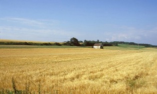 Landwirtschaft