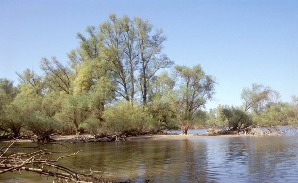 Altarm, Silberweiden-Auwald