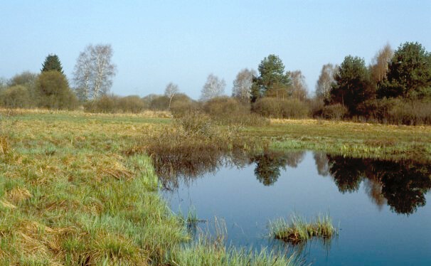 Waldfreie Niedermoore und Sümpfe (NSG Unterhölzer Wald)