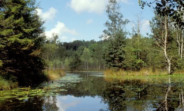 Moorwälder (NSG Blinder See Kanzach)