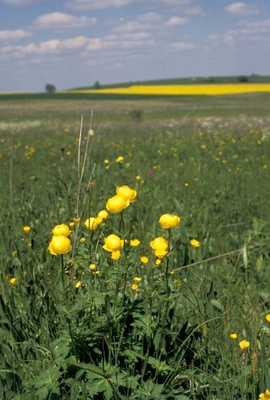 Streuwiese mit Trollblume (Ravensburg)