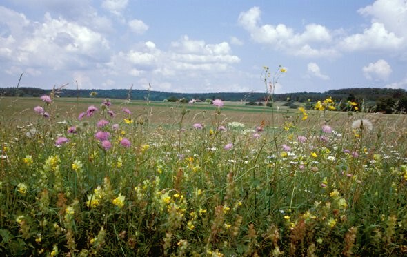 Magere Flachland-Mähwiese (NSG Simonstal)