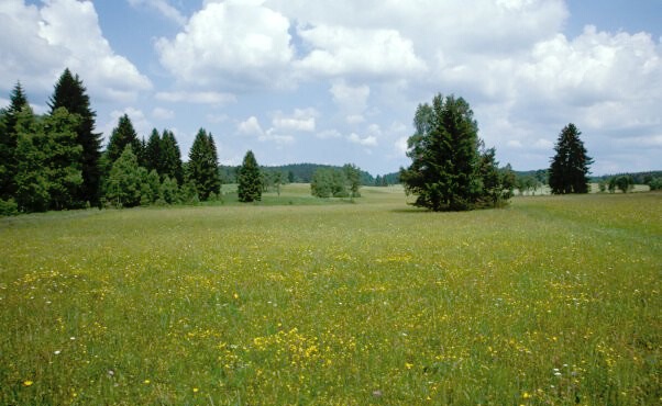 Berg-Mähwiese (NSG Irrendorfer Hardt)