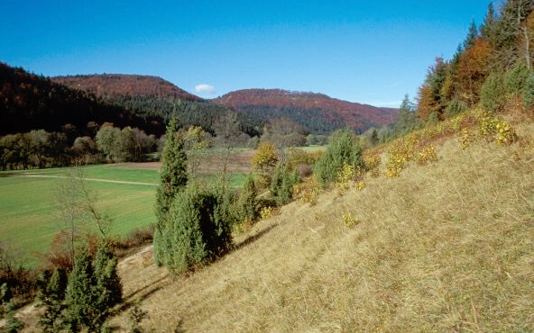 Wacholderheide, NSG Triebhalde (M. Witschel)