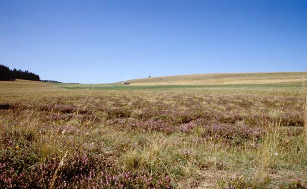 Heide (M. Witschel)