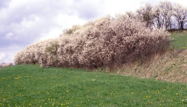 Schlehen-Feldhecke