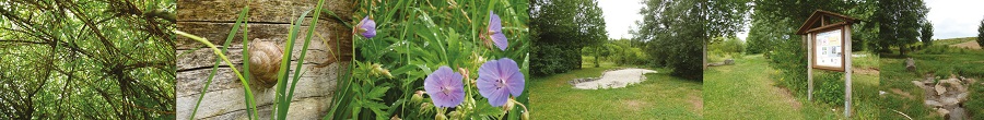 Bilderleiste: Aufnahmen aus dem Naturerfahrungsram "Am Bächle" in Vaihingen an der Enz; von rechts nach links: Weidengefelcht, Weinbergschnecke, Storchenschnabelblüten, Sandfläche auf einer Wiese, Informationstafel, Wiese mit Gebüsch ,