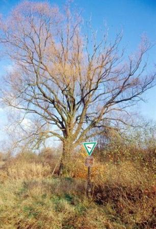 NSG Bruch bei Stettfeld