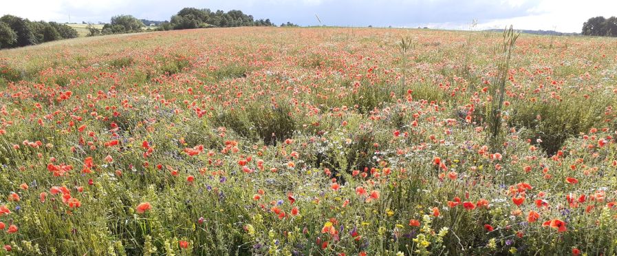 Auf Ackerflächen bietet die Anlage von Blühbrachen und Blühstreifen eine sehr gute Möglichkeit, wieder mehr Blühpflanzenvielfalt in die Landschaft zu bringen.