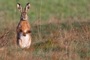  Der Feldhase kommt aktuell in fast ganz Baden-Württemberg vor, jedoch nimmt der Bestand der Art landesweit deutlich ab. Häufig wird der Feldhase mit dem Wildkaninchen verwechselt, welches aber viel kleiner ist.