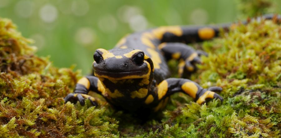  Der Feuersalamander ist aufgrund seiner Färbung unverwechselbar. Die nachtaktive Art benötigt feuchte Laub- und Mischwälder, die von Quellbächen durchzogen sind.