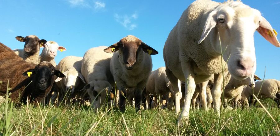 Biotopverbundmaßnahme: Extensive Beweidung zur Offenhaltung wertvollen Grünlands und damit Erhalt der Artenvielfalt.