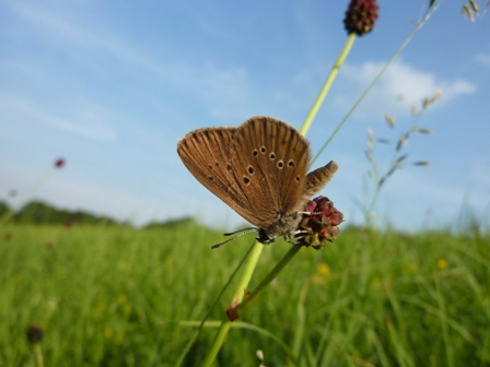 Dunkler Wiesenknopf-Ameisenbläuling (M. Bönicke)