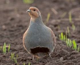  Das Rebhuhn ist ein typischer Vertreter für die Feldvogelfauna. Die Rebhuhnbestände gehen seit Jahren dramatisch zurück.