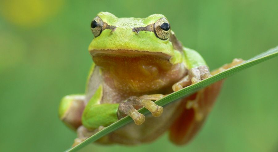  Der Laubfrosch ist eine der bekanntesten Amphibienarten in Deutschland. Er benötigt fischfreie, besonnte und vegetationsfreie Kleingewässer, welche von strukturreichen Hochstaudenfluren und Gehölzen umrahmt sind.