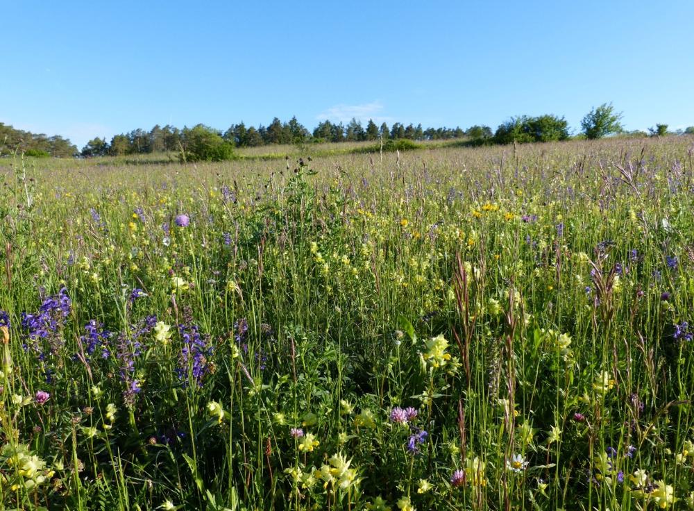 Artenreiche Wiese
