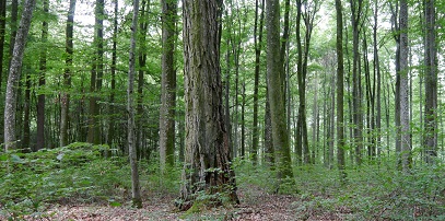  Das Bild zeigt einen naturnahen Buchenmischwald