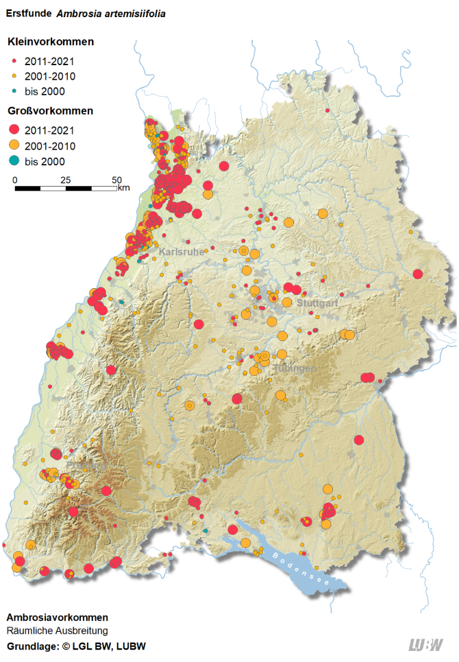 Dargestellt ist eine Karte Baden-Württembergs, in der die Erstfunde der Ambrosia artemisiifolia als farbige Punkte eingezeichnet sind. Dabei werden drei Zeiträume bis 2000 als blaue Punkte, 2001 bis 2010 als gelbe Punkte und 2011 bis 2021 als rote Punkte betrachtet. Großvorkommen werden mit großen Punkten und Kleinvorkommen mit kleineren Punkten symbolisiert. Die höchste Konzentration von Ambrosia findet sich am Oberrheingraben. Die Art hat sich von Süden und Westen aus in Richtung Osten und Norden in ehemals kühlere Gebiete ausgebreitet.
