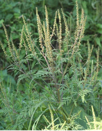 Ambrosia artemisiifolia