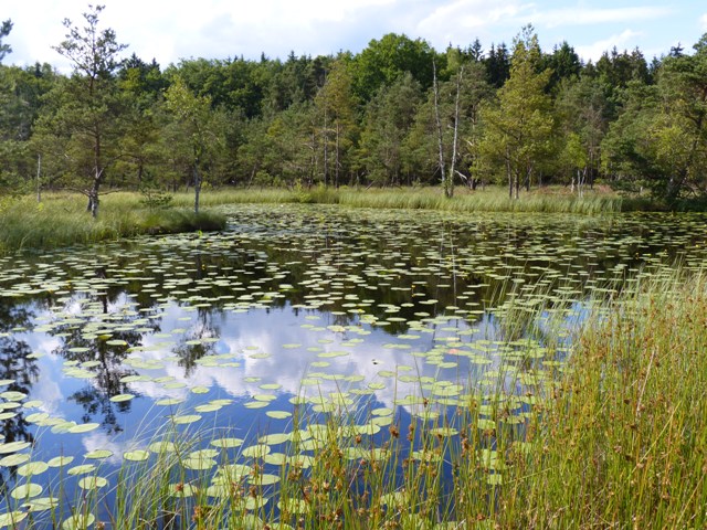 LRT 3150 Natürlicher nährstoffreicher See im NSG Blinder See Kanzach