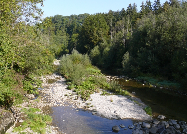 LRT 3240 Alpiner Fluss mit Lavendel-Weiden-Ufergehölzen im FFH-Gebiet Untere Argen und Seitentaeler