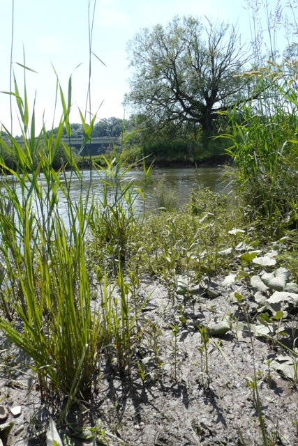 LRT 3270 Schlammige Flussufer mit Pioniervegetation im NSG Flusslandschaft Donauwiesen zwischen Zwiefalten und Munderkingen