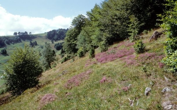 LRT 4030 Trockene Heide im NSG Schauinsland