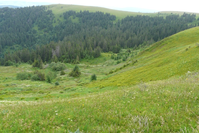 LRT 6150 Boreo-alpines Grasland am Feldberg