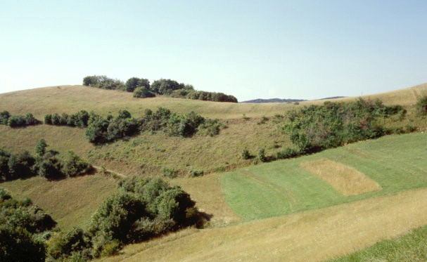 LRT 6240 Subpannonischer Steppenrasen im NSG Badberg, Kaiserstuhl-Landschaft