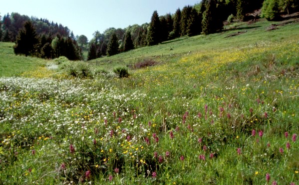 LRT 6430 Feuchte Hochstaudenflur im NSG Schauinsland